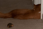 Hippie Kitty at the door where his sister was being kept after being spayed