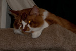 Evil Eyes Hippie Kitty