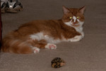 More Evil Eyes Hippie Kitty