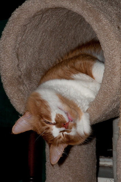 Hippie Kitty sleeps in the tube