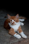 Hippie Kitty, summer 2010