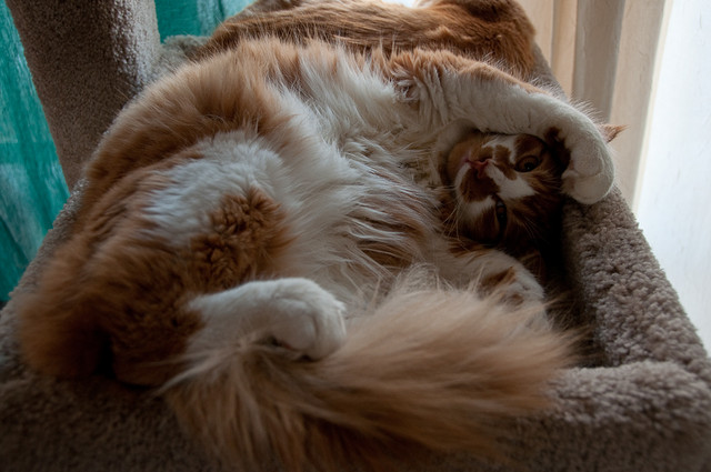 Sexy Hippie Kitty pose