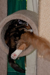 Hippie Kitty and Georgette