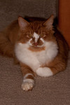 Hippie Kitty, winter 2011