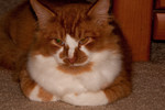 Hippie Kitty, winter 2011