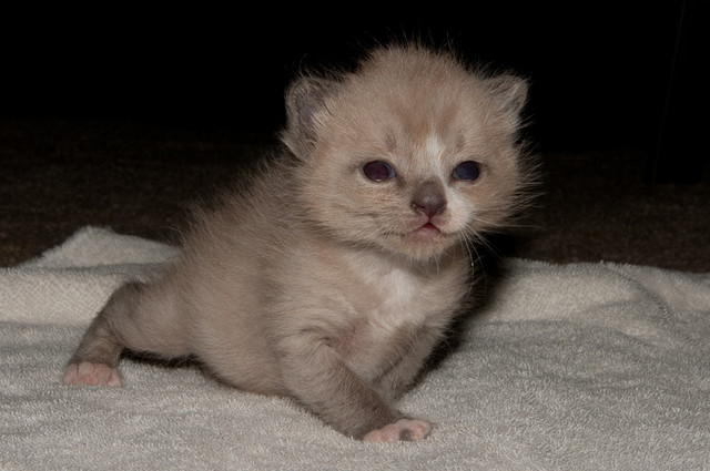 Kitten week two