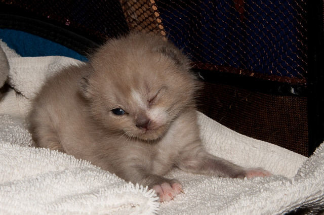Kitten found on my carport 06/16/11