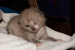 Kitten found on my carport 06/16/11