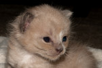 Kitten week two