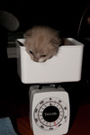 Kitten found on my carport 06/16/11