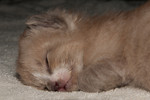 Sleepy kitty week two