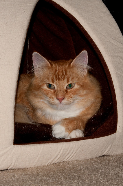 Mama Kitty