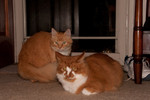Mama Kitty, Hippie Kitty, and Georgette in the background, Jan 2011