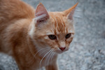 Mama Kitty, summer 2010