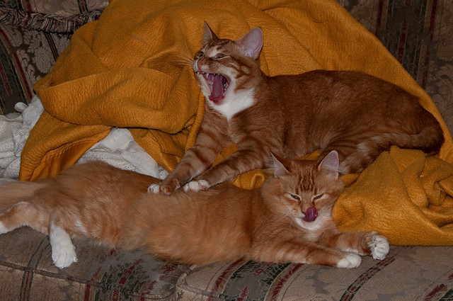 RJ and Mama wake up, early spring 2011
