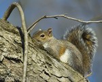Mr. Squirrel
Playing hide and seek