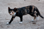 Georgette, summer 2010