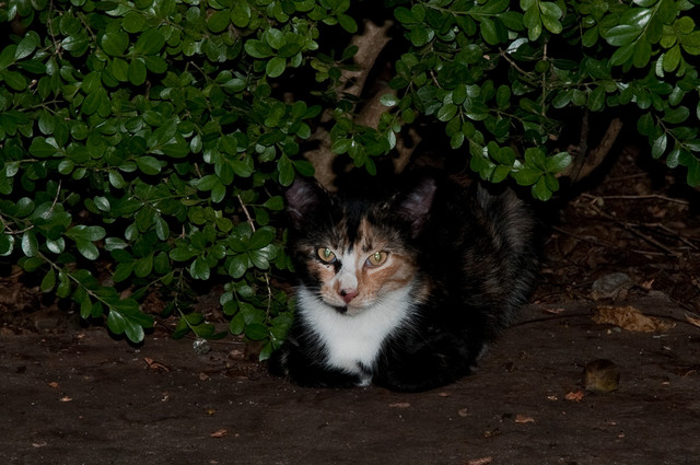 Georgette, summer 2010