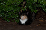 Georgette, summer 2010