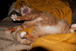 RJ stretching after a tummy scratch, spring 2011
