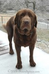 Roy the Wonder Dawg
