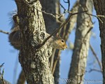 Mr. Squirrel
Chowing on my pear blossoms