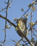 Mr. Squirrel
and more pear blossoms