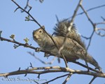 Mr. Squirrel stalking the
elusive pear blossom
