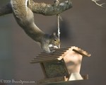 Squirrel Acrobatics