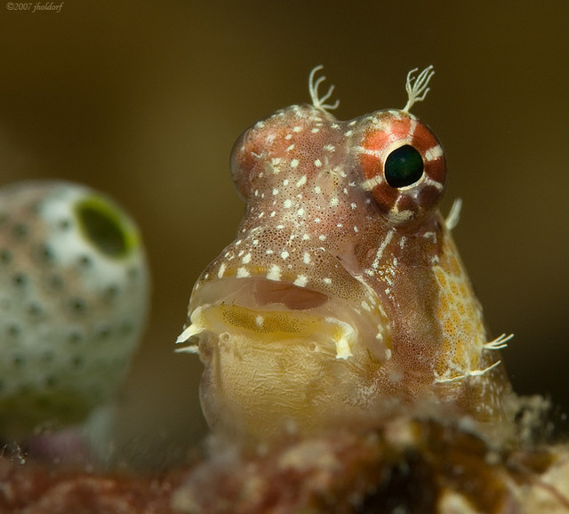 Triplespot Blenny
Crossosalarias macrospilus