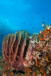 Highlight for Album: Banda Sea/Archipelago Adventurer II