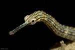 Highlight for Album: Lembeh Straits