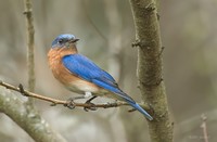 Highlight for Album: Birds
