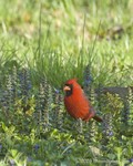 Northern Cardinal, male
