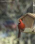 Northern Cardinal, male