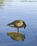 Canada Goose at
Stone Mountain Park