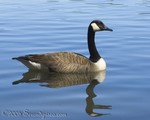 Canada Goose at
Stone Mountain Park