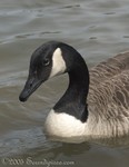 Canada Goose at
Stone Mountain Park