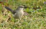 Mockingbird