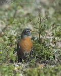 Robin
