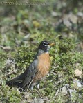 Robin