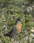 Robin