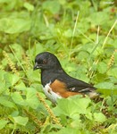 Eastern Towhee, male