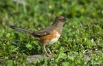 Eastern Towhee, female