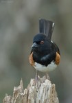 Eastern Towhee, male