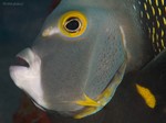 French Angelfish
Pomacanthus paru
