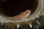 Ringed Blenny
Starksia hassi