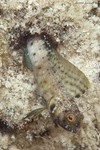 Sailfin Blenny, female
Emblemaria pandionis