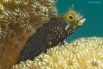 Roughhead Blenny
Acanthemblemaria aspera