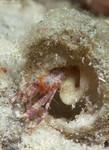 Hermit crab, probably juvenile